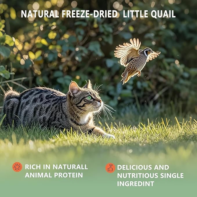 Freeze Dried Little Quail, 3 Oz Quail Dogs Cat Treats, Single Ingredient Freeze Dried Cat and Dog Treats Delicious Training Snacks, Natural Food Healthy Animal Protein Pet Food
