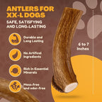 WhiteTail Naturals - Deer Antlers for X-Large Dogs (2 Pack- Jumbo XXL) All Natural Antler Dog Chew - Naturally Shed, Long Lasting Chew Bone for Big Agressive Chewers