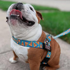 Adjustable Dog Harness– No Pull, No Choke – for English Bulldogs, French Bulldogs, Pugs & Broad-Chested Breeds – Easy, Safe Walks (Pizza, Small)