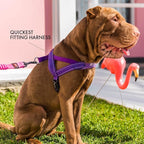 EzyDog Quick Fit Dog Harness, Soft Neoprene Padding - Medium, Gray | Fast One-Click Buckle, Adjustable Fit, Strong Reinforced Materials, Reflective Stitching, No Pull Dog Harness, Easy Walking