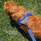 EzyDog Quick Fit Dog Harness, Soft Neoprene Padding - Small, Black | Fast One-Click Buckle, Adjustable Fit, Strong Reinforced Materials, Reflective Stitching, No Pull Dog Harness, Easy Walking