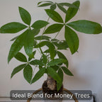 Money Tree Soil (4 Quarts), Potting Mix for Planting/Repotting Pachira Aquatica, All-Natural Custom Soil Blend