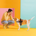 Dogline Dog Harness, Reflective No-Pull Adjustable Vest with Handle for Walking, Training, Breathable, No - Choke Harness for Small, Medium or Large Dogs Room for Patches Girth 22"-28" in Orange