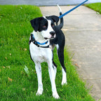 Blue Dog Collar Basic Adjustable Dog Collars for Puppy Small Medium Large Dogs Girls with Breathable Quick Release Nylon Pet Collar