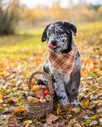 Lionet Paws Halloween Dog Bandana - Plaid Dog Kerchief, Adjustable Washable Reversible Cotton Scarf for Small to Large Dogs