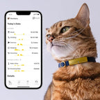 Health Tracker for Cats - Smart Cat Collar with Safety Breakaway Buckle for Indoor Cats, Wellness Alerts, Real-time Monitoring (Ice Blue, XXL)