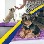 Muddy Mat® | Super Absorbent Door Mat Indoor, Microfiber Quick Dry Chenille Entryway Rug, Non-Slip Front Door Mat, Indoor Mats for Entryway, Machine Washable Pet Rug, Purple 24" x 96"
