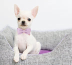 DOGWONG Cotton Dog Collar with Bow, Purple Pet Collar Durable Adjustable Puppy Dog Collar for Small Medium Large Dogs