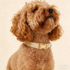 Soft Dog Collar and Leash Set Adjustable Woven Tweed Dog Collars with Metal Buckle and Lead for Small Medium Large Dogs,Beige