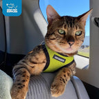 Best Pet Supplies Voyager Step-in Air Harness - All Weather Mesh, Reflective, No Pull Harness for Dogs, Cats - Secure with Hook & Loop Fastener, Buckle, Double D-Rings - Lime Green/Black Trim, XXXS