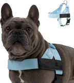Dog Friendly Co. Dog Harness for Large Dogs (Sky Blue, Large) | One Click Buckle, Chafe Resistant Webbing, Adjustable Neck & Chest, and Heavy Duty D-Ring, Sturdy Comfortable and Easy to Use