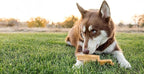 peaksNpaws Yak Cheese, High Protein, Himalayan Dogs Chews, Natural Dog Treats, Lactose Free, Long Lasting Dogs Treat for Aggressive Chewers Under 55 lbs 20 Large Chew Sticks