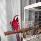 4 Pcs Natural Wooden Bird Perch Parrot Stand, 2 Grape Wood Perches, A Stand Fork Standing Branch, A Paw Grinding Fork, Bird Cage Accessories for Parakeets, Birdcage Sticks & Toys for Budgies, Finches
