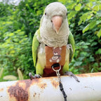 Bird Diaper Harness Flight Suit Clothes, Parrot Flight Suit with Leash for Parrot, Bird Flying Clothes with Rope and Handle for Outdoor Activities Training (Budgie,Without Leash)