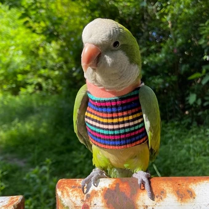 Bird Clothes - Handmade Cotton Stripe Shirt Round Collar Sweater Flight Suit for Parrots African Greys Parakeet Cockatiel Sun Conure Christmas Halloween (with Diaper,2XL)