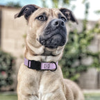 Dogline Biothane Waterproof Dog Collar with Quick Release Buckle Strong Coated Nylon Webbing with Odor- Proof for Easy Care Easy to Clean Fits Small Medium Large Dogs, Lavender 1" W 15-23" L