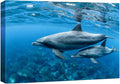 wall26 Canvas Print Wall Art Tropical Ocean Sea Underwater Dolphin Duo Nature Animals Photography Realism Rustic Scenic Landscape Wilderness Earth Colorful for Living Room, Bedroom, Office - 24"x36"