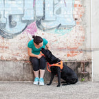 EzyDog Quick Fit Dog Harness, Soft Neoprene Padding - Large, Orange | Fast One-Click Buckle, Adjustable Fit, Strong Reinforced Materials, Reflective Stitching, No Pull Dog Harness, Easy Walking