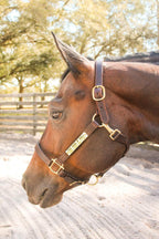 Leather Halter for Horses with Customized Engraved Name Plate Option Halter for Horse | Brown/Brass, Padded Halter (Blue or Green) Black/Brass, Black/Chrome Options