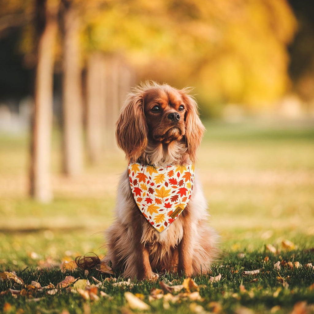 Fall Dog Bandanas - 2 Pack Halloween Thanksgiving Dog Bandana | Reversible Pumpkin and Leaf Pet Scarf for Boy & Girl | Premium Durable Fabric | Holiday Bandana for Small and Medium Dogs (Small)