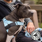 Dog Friendly Co. Dog Harness for Large Dogs (Sky Blue, Large) | One Click Buckle, Chafe Resistant Webbing, Adjustable Neck & Chest, and Heavy Duty D-Ring, Sturdy Comfortable and Easy to Use
