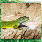 Maxcheck 1000 Pcs 0.5 oz Gecko Feeding Cups Small Gecko Food and Water Cups Reptile Feeding Bowls Plastic Bearded Dragon Food Bowl for Lizard Small Pet Ledge Accessories
