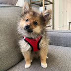 Best Pet Supplies Voyager Step-in Air Harness - All Weather Mesh, Reflective, No Pull Harness for Dogs, Cats - Secure with Hook & Loop Fastener, Buckle, Double D-Rings - Red/Black Trim, M