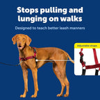 PetSafe Easy Walk Harness, No Pull Dog Harness, Deep Purple, Medium/Large | Patented Martingale Loop Gives Gradual Shoulder Pressure to Stop Pulling, Front-Chest Leash Clip Prevents Gagging