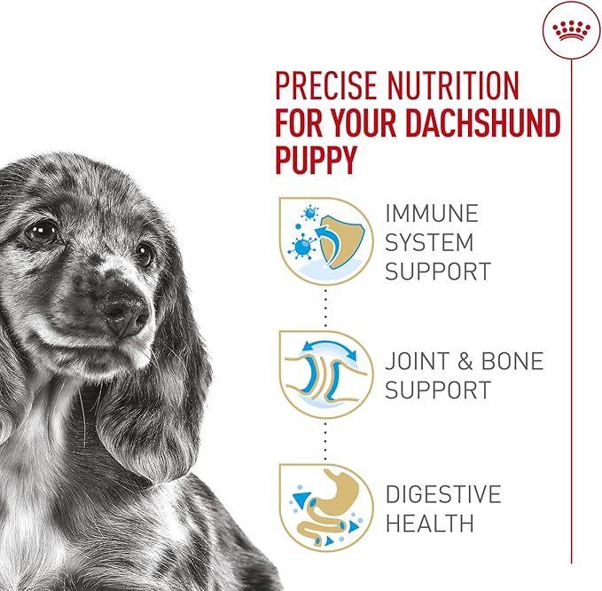 Royal Canin Breed Health Nutrition Dachshund Puppy Dry Dog Food, 2.5 lb Bag