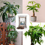 Money Tree Soil (4 Quarts), Potting Mix for Planting/Repotting Pachira Aquatica, All-Natural Custom Soil Blend