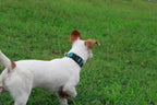 Mikivery Nylon Dog Collar with Quick Release Buckle Soft Adjustable Sturdy for Small Medium Large Dogs Teal,M