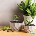 Lizard Home Decor Figurine for Desktop Decoration. Home Decor Accent for Living Room, Office, Kitchen, Bathroom or on Any Shelf in The House…