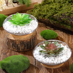 Baderke 4 Sets Glass Planter Bowls for Flowers with Tray 6'' Round Glass Vase Bowl Hydroponic Lotus Planter Pot Propagation Vases Fish Bowl for Plants Indoor Windowsill Kitchen Desktop Wedding Decor