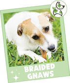 Nature Gnaws Braided Gnaws for Dogs 5-6" (12 Count) - Long Lasting for Small and Medium Dogs - Natural Beef Bully Stick Combo Braids - Rawhide Free