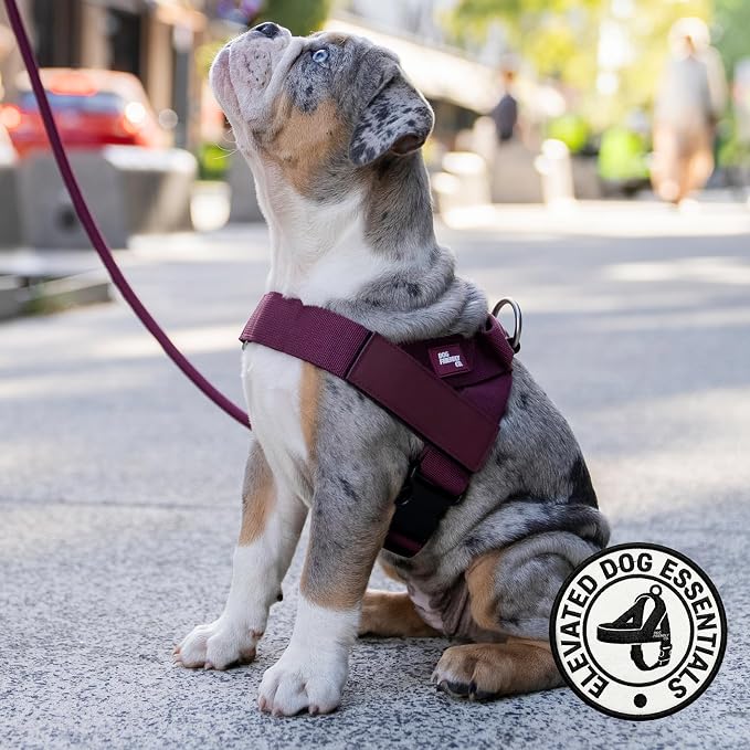 Dog Friendly Co. Dog Harness for Medium Sized Dogs (Burgundy, Medium) | One Click Buckle, Chafe Resistant Webbing, Adjustable Neck & Chest, and Heavy Duty D-Ring, Sturdy Comfortable and Easy to Use