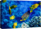 wall26 Canvas Print Wall Art Striped Yellow Tropical Fish Coral Reef Sea Nature Animals Photography Realism Rustic Scenic Landscape Wilderness Colorful for Living Room, Bedroom, Office - 32"x48"