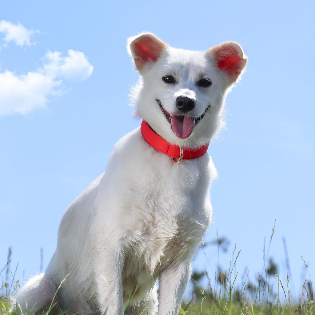 Didog Soft Padded Dog Collars for Small Dogs, Lightweight and Breathable Dog Collar with Metal Buckle for Puppy, Red, S