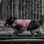 OneTigris Large Tactical Dog Harness, No Pulling Adjustable Dog Vest Harness, Heavy Duty Dog Harness with Handle, Large Hook and Loop Panels for Patch(Pink,XL