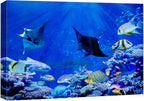 wall26 Canvas Print Wall Art Vibrant Sunlight Ray Ocean Shark Fish Reef Nature Animals Photography Realism Rustic Scenic Landscape Wilderness Earth for Living Room, Bedroom, Office - 32"x48"