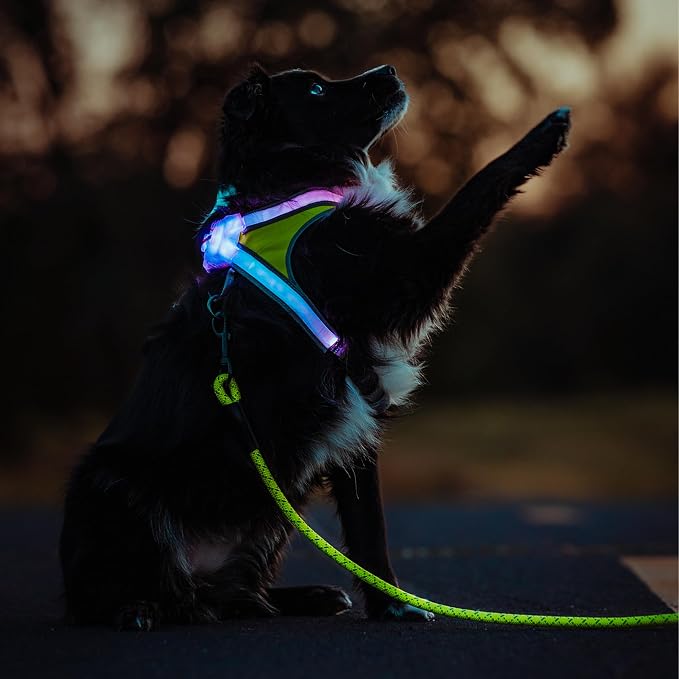noxgear LightHound Light Up Reflective Dog Harness and Leash, X-Large | 360° Light Up Reflective Dog Harness, 8 Colors & 6 Modes, USB Rechargeable, Adjustable, Rainproof, LED Fiber Optic