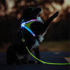 noxgear LightHound Light Up Reflective Dog Harness and Leash, Small | 360° Light Up Reflective Dog Harness, 8 Colors & 6 Modes, USB Rechargeable, Adjustable, Rainproof, LED Fiber Optic