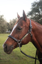 Leather Halter for Horses with Customized Engraved Name Plate Option Halter for Horse | Brown/Brass, Padded Halter (Blue or Green) Black/Brass, Black/Chrome Options