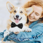 Black Dog Bow Tie. A calm, considered pick for modern pet homes.