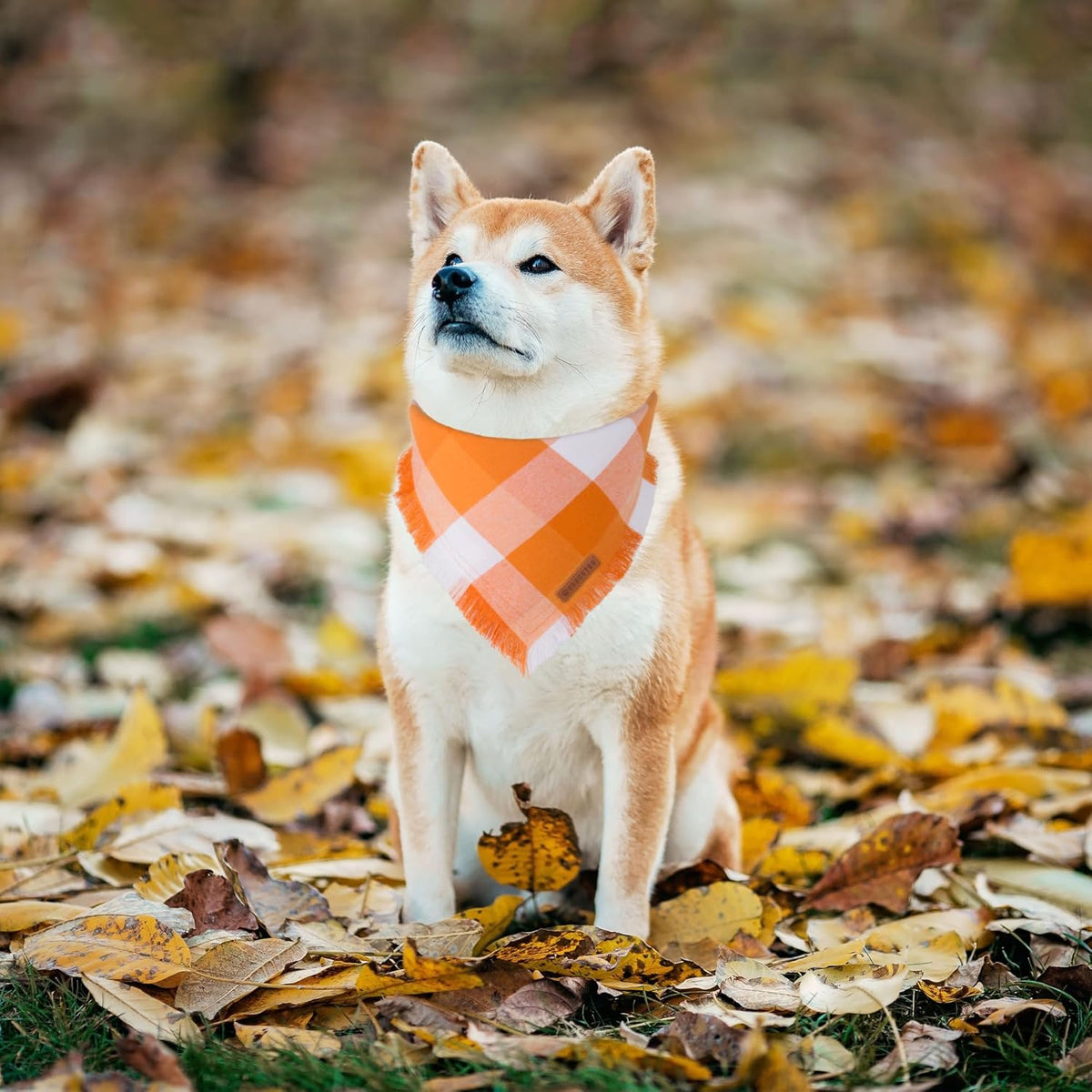 ADOGGYGO Fall Dog Bandanas, Halloween Thanksgiving Pet Bandana, Multiple Sizes Offered, Orange Plaid Fall Holiday Bandana for Extra Large Dogs Pets (X-Large)