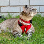 Voyager Step-in Lock Adjustable Cat Harness w. Cat Leash Combo Set with Neoprene Handle 5ft - Supports Small, Medium and Large Breed Cats by Best Pet Supplies - Red, XXXS