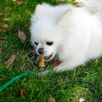 MON2SUN Dog Rawhide Knot Bones Small Rawhide Bones Mini Chews Chicken Flavour 2.5 Inch 100 Count for Puppy and Small Dogs