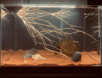 11lb Natural South American Rainforest Sand, Aquarium red Sand, Lava Rock Soil, Red Lava Rock Sand, Succulent Sand Fish Tank Sand Aquarium Substrate Sand