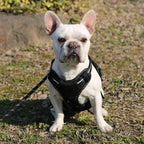 Amazon Basics No Pull Dog Harness, Adjustable Front Clip, Tactical Vest, Medium, Black