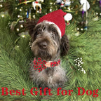 Unique style paws Christmas Dog Collar with Flower Best Winter for Small Medium Large Dogs -Christmas Tree-XS