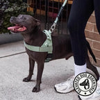 Dog Friendly Co. Dog Harness for Large Breeds (Khaki, Extra Large) | One Click Buckle, Chafe Resistant Webbing, Adjustable Neck & Chest, and Heavy Duty D-Ring, Sturdy Comfortable and Easy to Use